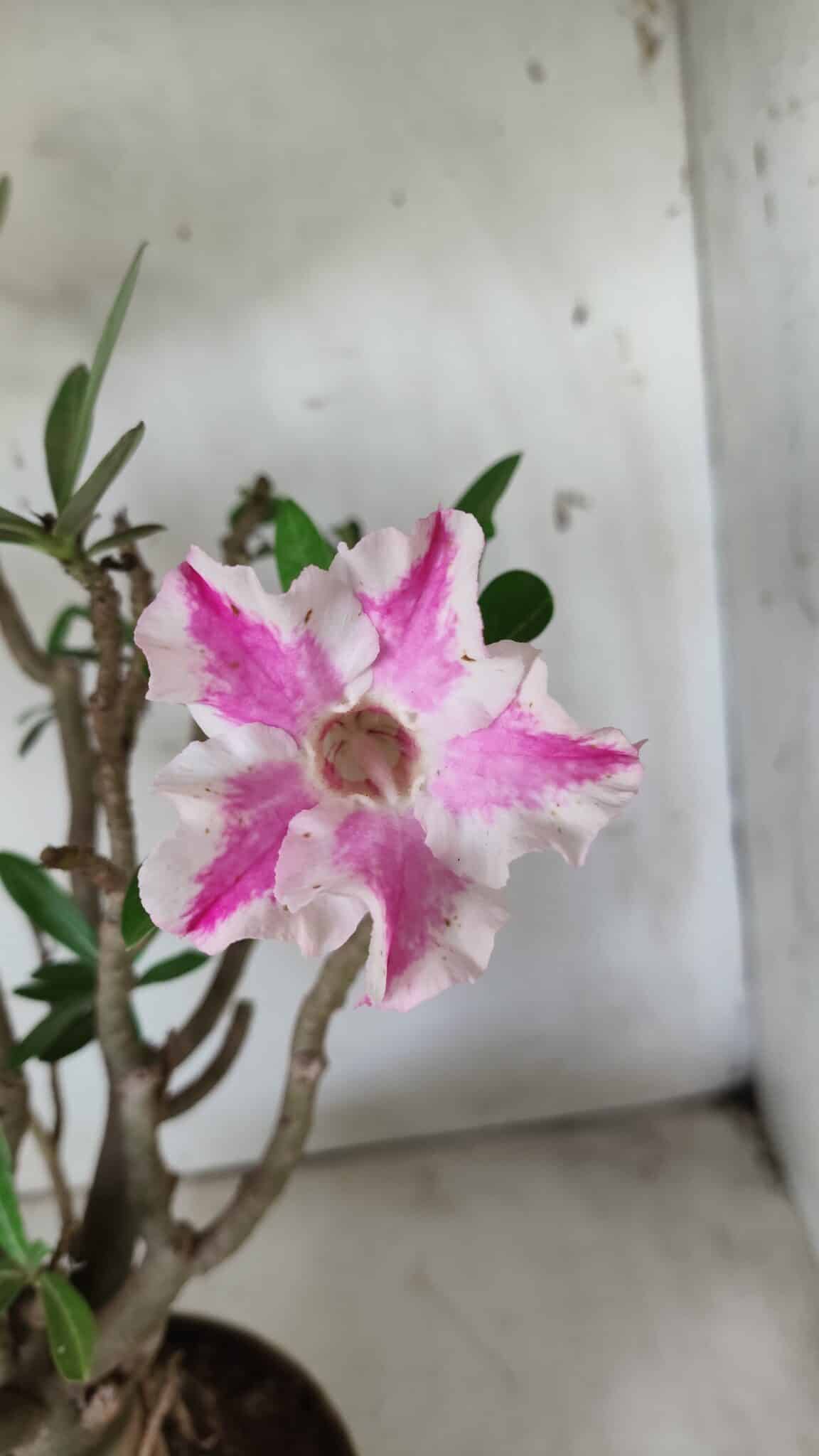 Planta Simples 2699 – 45cm – 05 anos