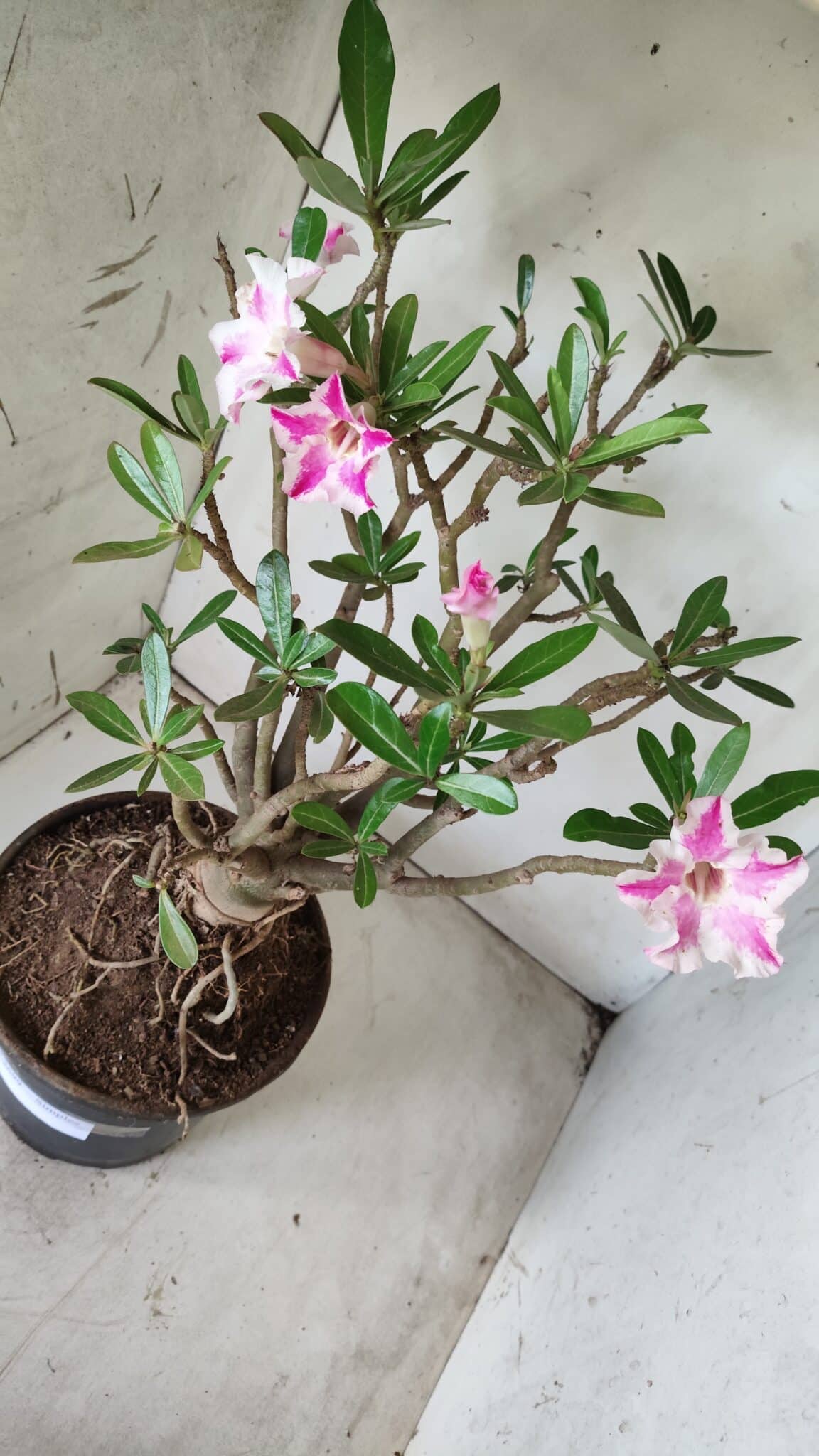 Planta Simples 2699 – 45cm – 05 anos