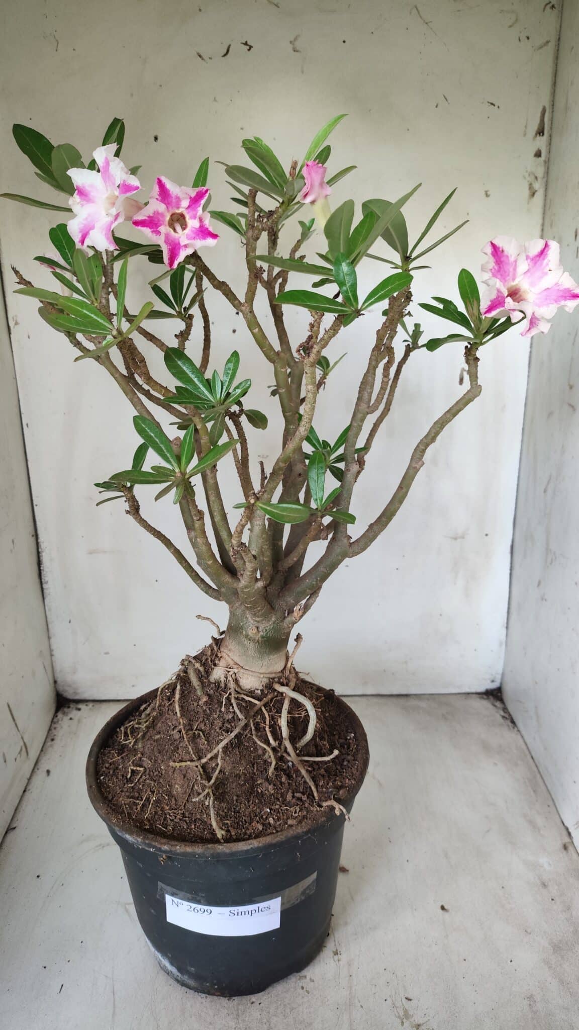 Planta Simples 2699 – 45cm – 05 anos