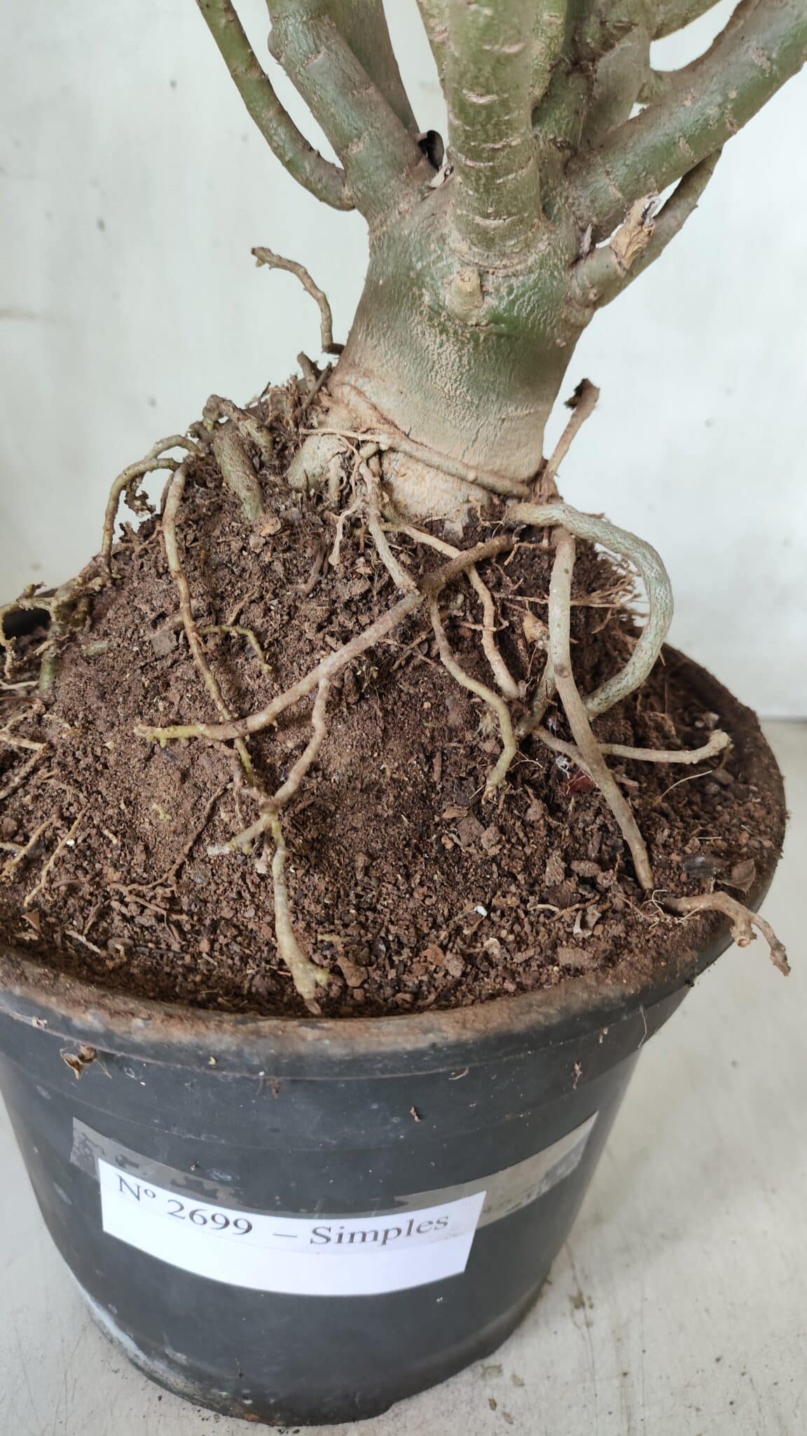 Planta Simples 2699 – 45cm – 05 anos