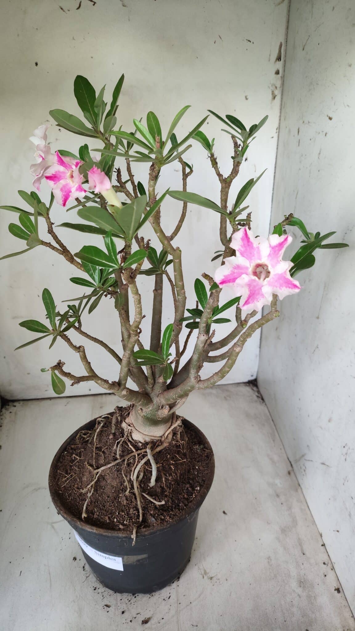 Planta Simples 2699 – 45cm – 05 anos