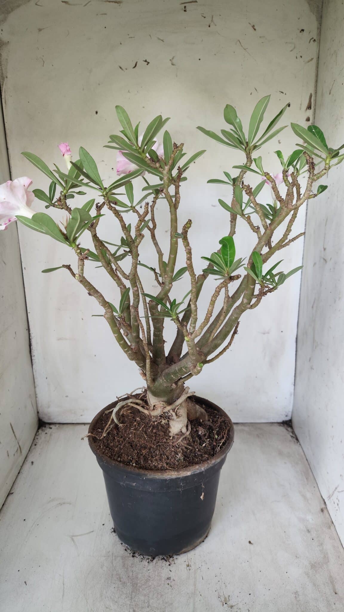 Planta Simples 2699 – 45cm – 05 anos