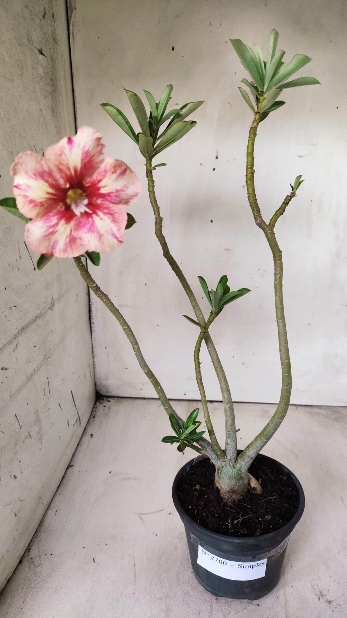 Planta Simples 2700 – 35cm – 03 anos