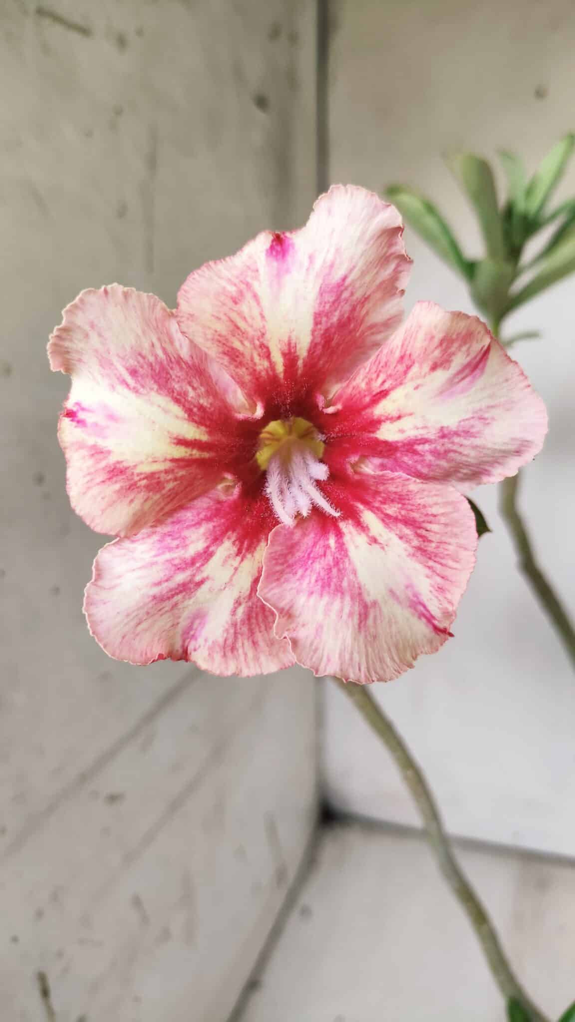 Planta Simples 2700 – 35cm – 03 anos