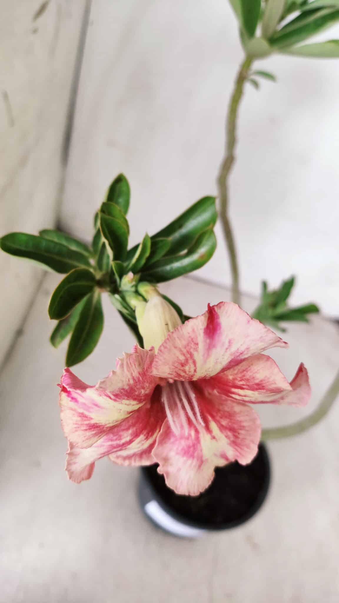 Planta Simples 2700 – 35cm – 03 anos