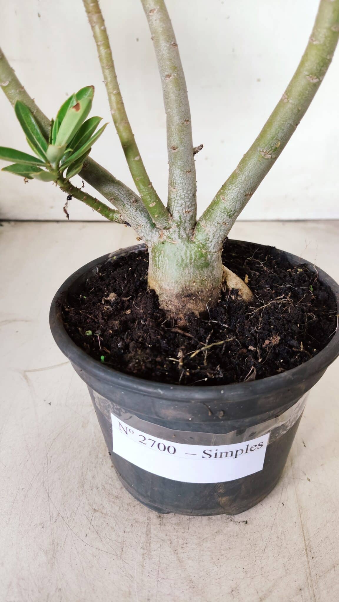 Planta Simples 2700 – 35cm – 03 anos