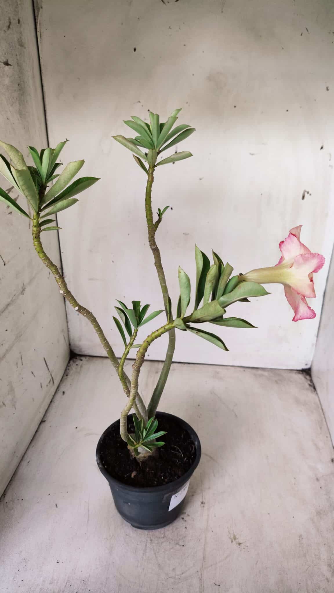 Planta Simples 2700 – 35cm – 03 anos