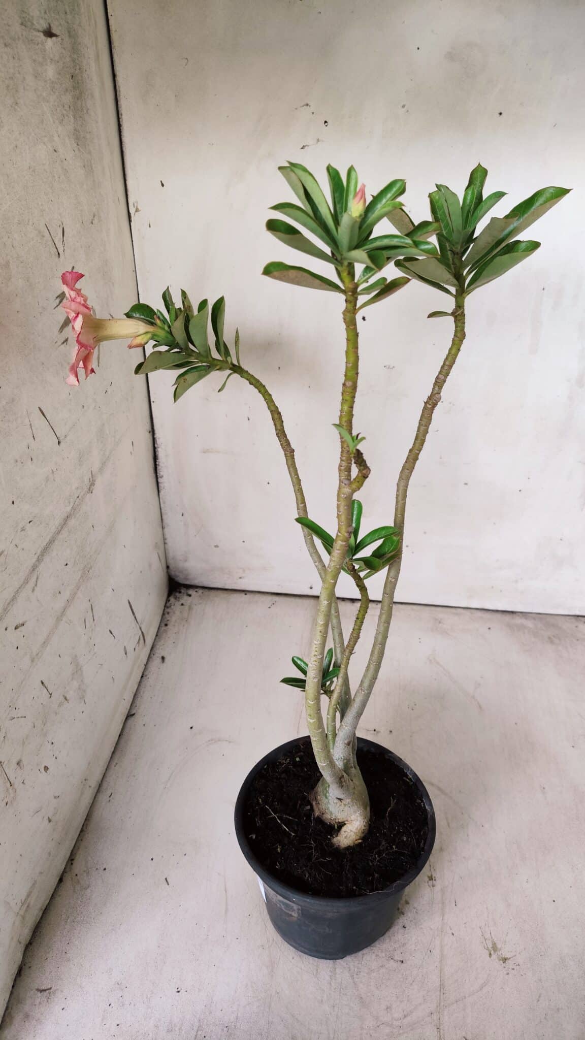 Planta Simples 2700 – 35cm – 03 anos