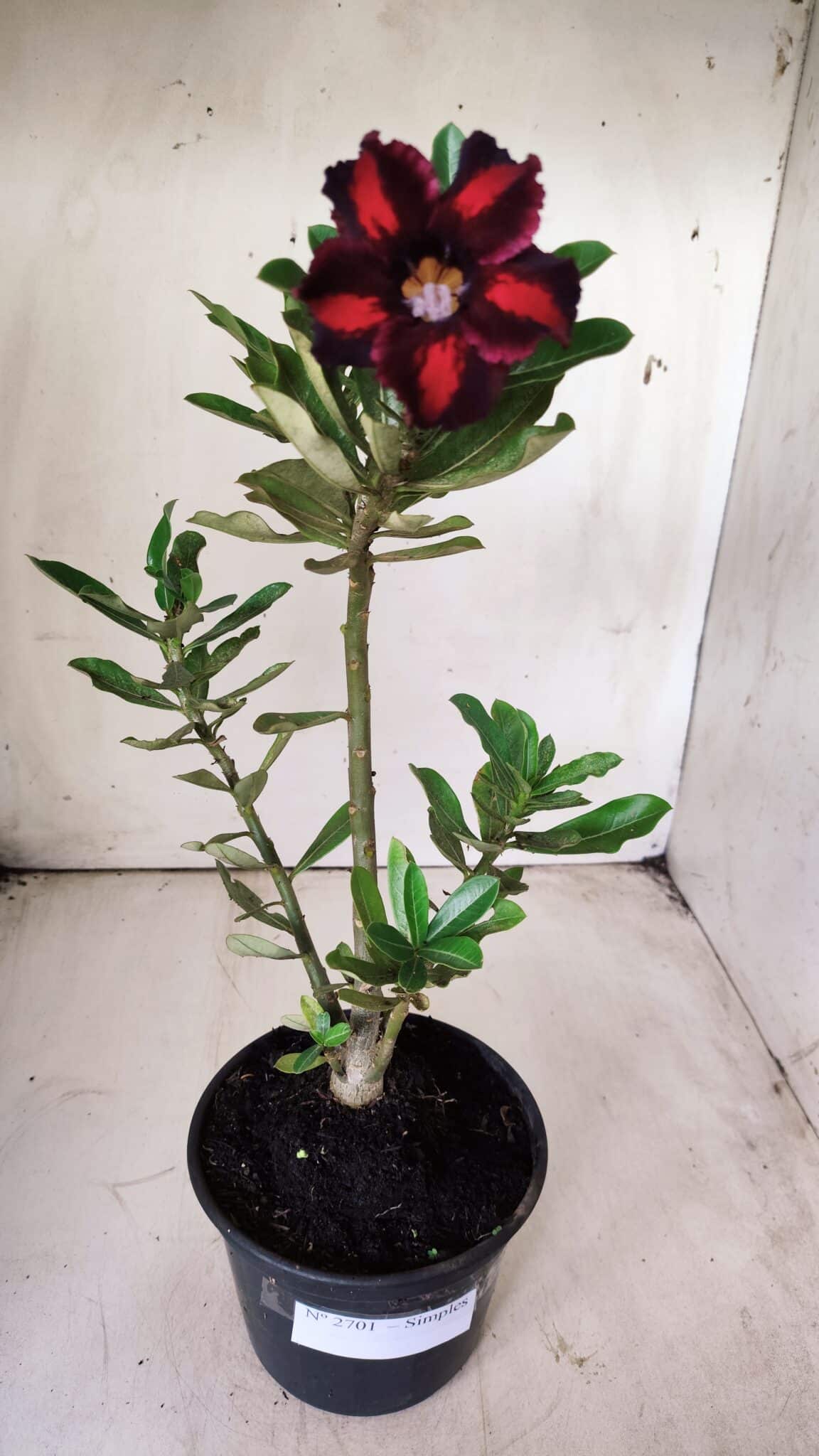Planta Simples 2701 – 30cm – 02 anos