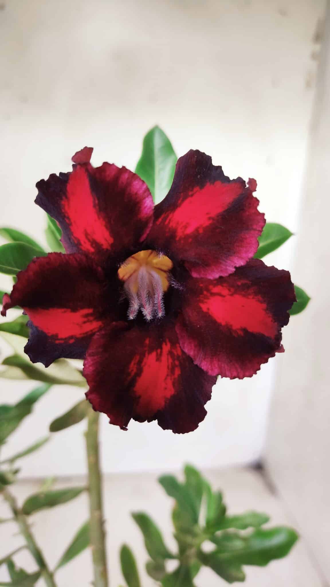 Planta Simples 2701 – 30cm – 02 anos