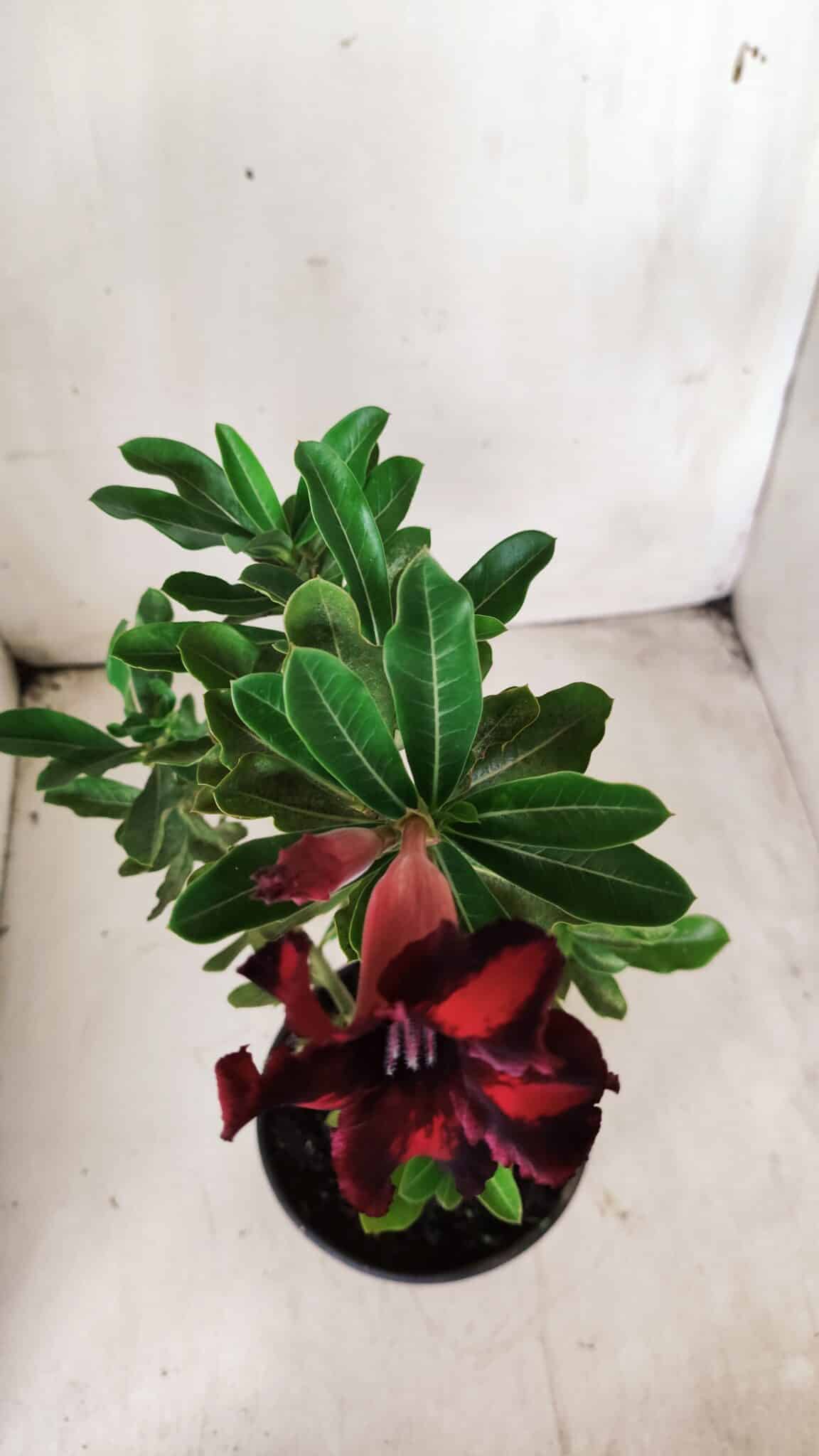 Planta Simples 2701 – 30cm – 02 anos