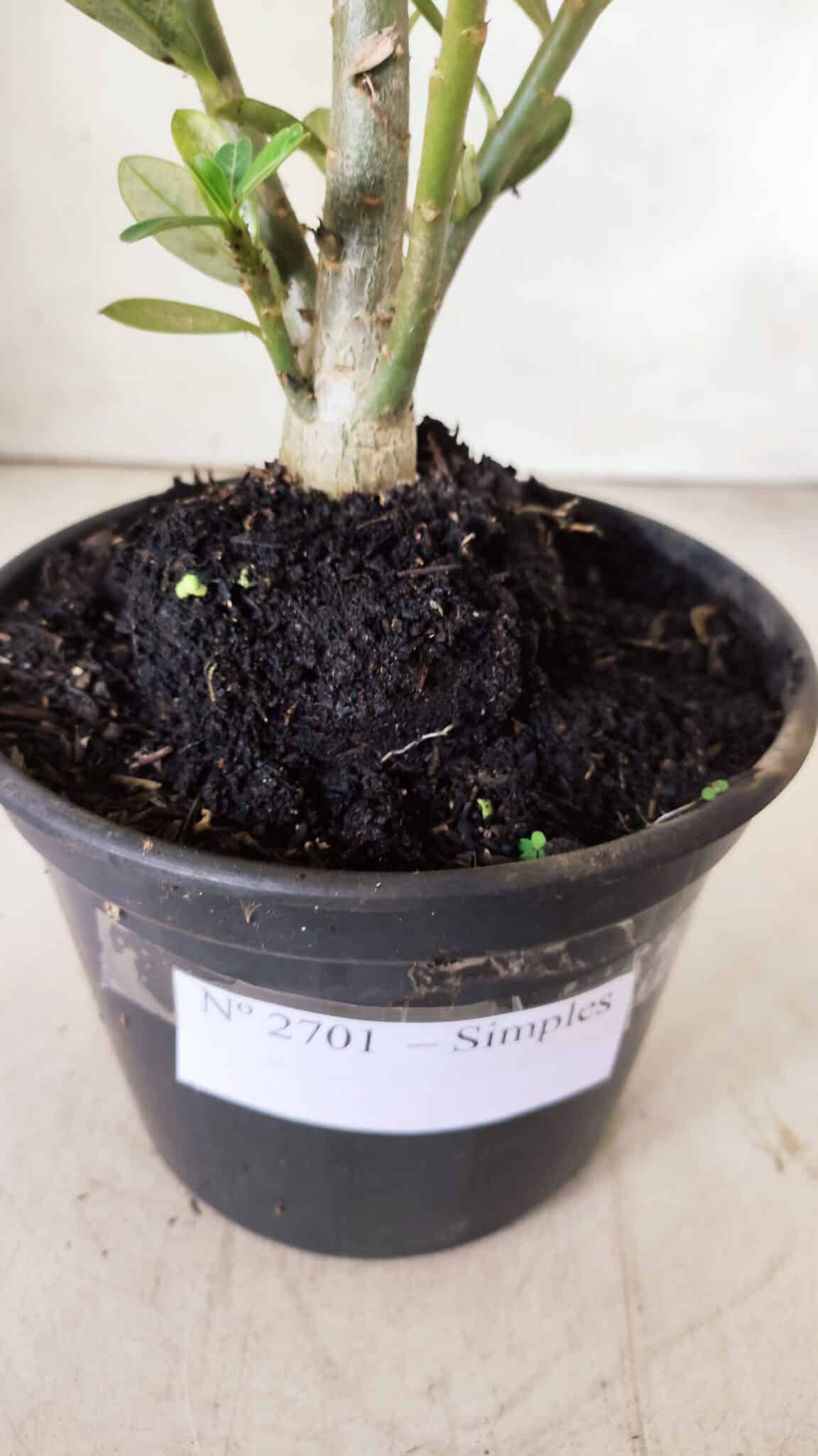 Planta Simples 2701 – 30cm – 02 anos