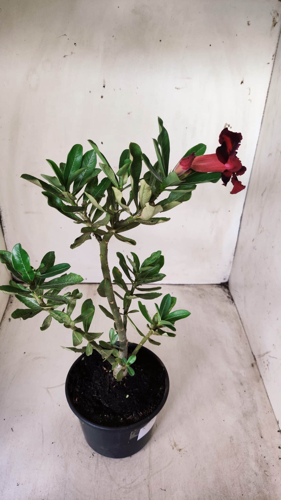 Planta Simples 2701 – 30cm – 02 anos