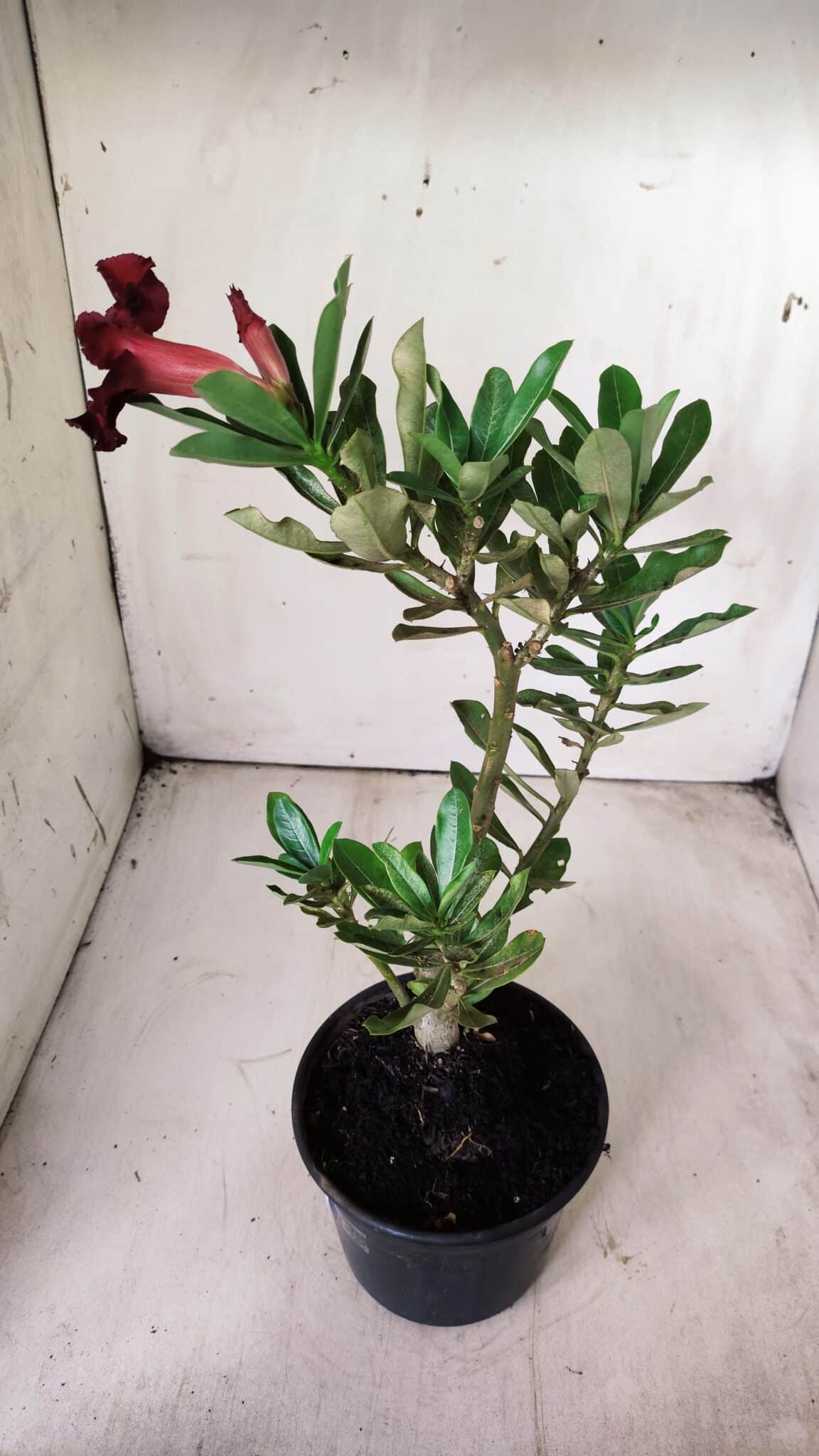 Planta Simples 2701 – 30cm – 02 anos