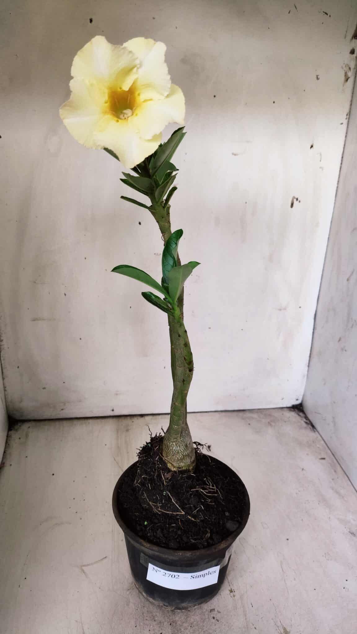 Planta Simples 2702 – 30cm – 02 anos