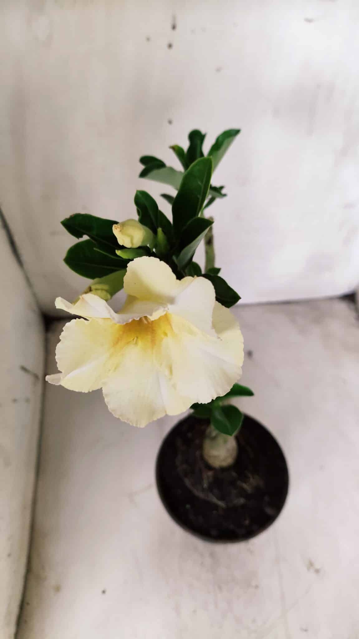 Planta Simples 2702 – 30cm – 02 anos