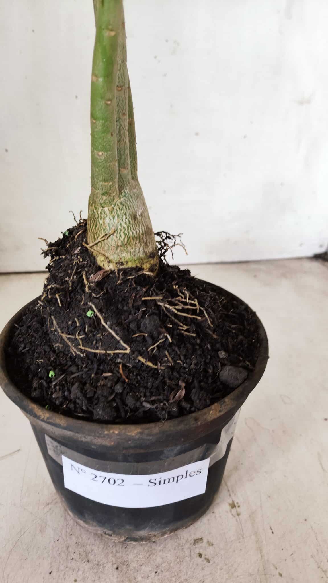 Planta Simples 2702 – 30cm – 02 anos