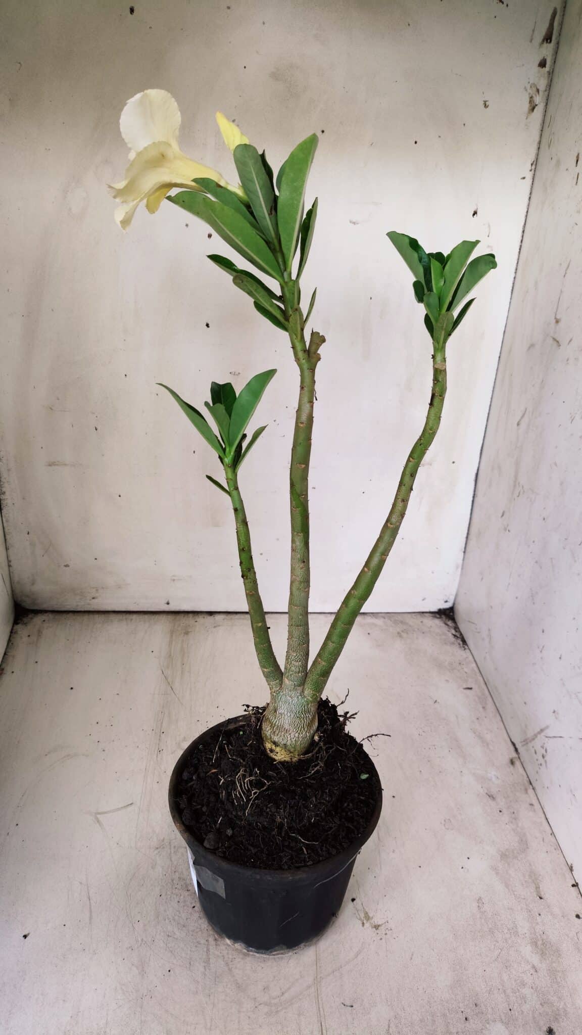 Planta Simples 2702 – 30cm – 02 anos
