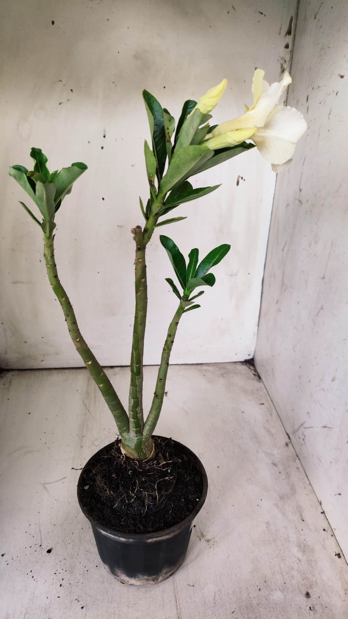 Planta Simples 2702 – 30cm – 02 anos
