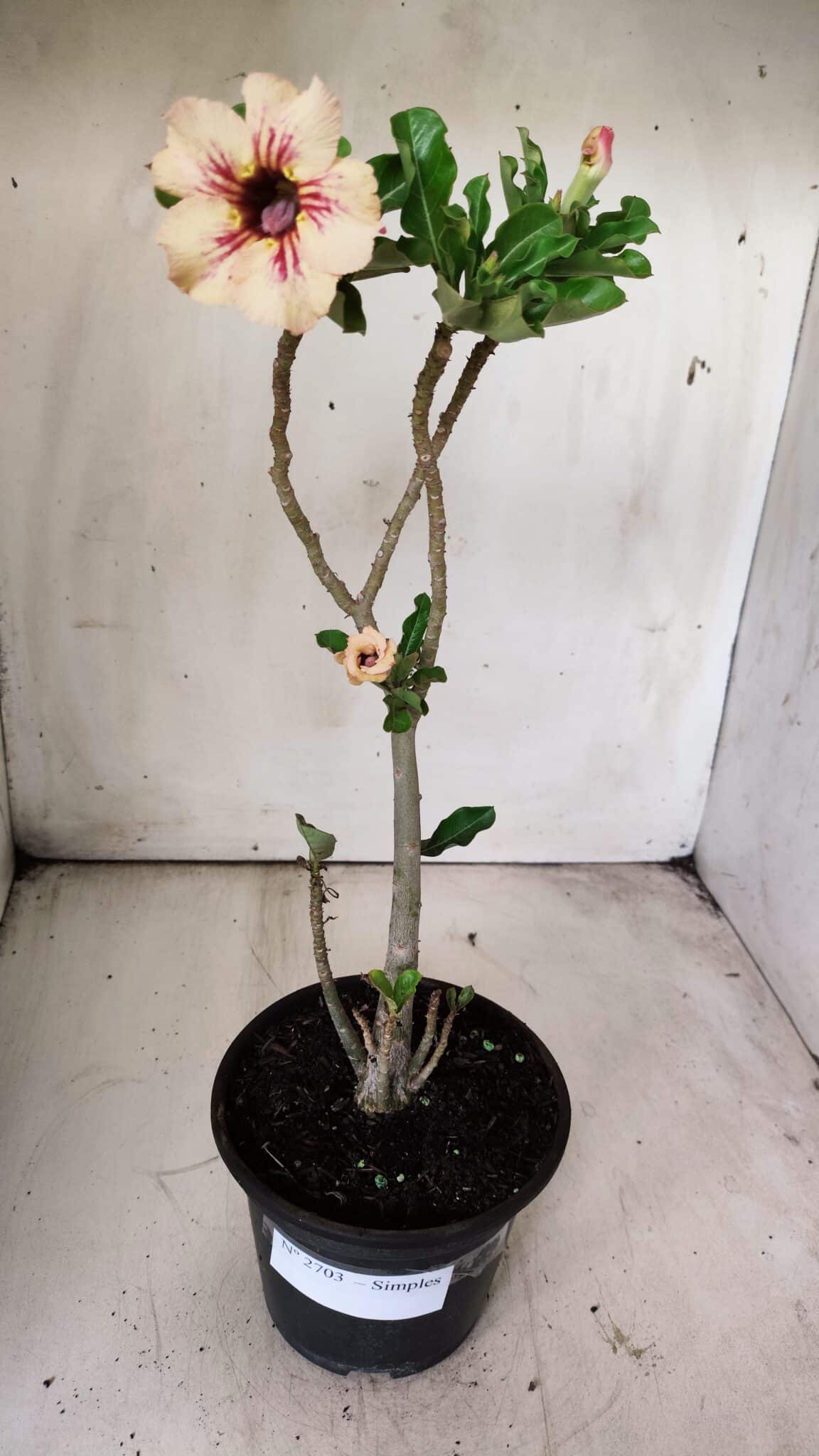 Planta Simples 2703 – 30cm – 02 anos
