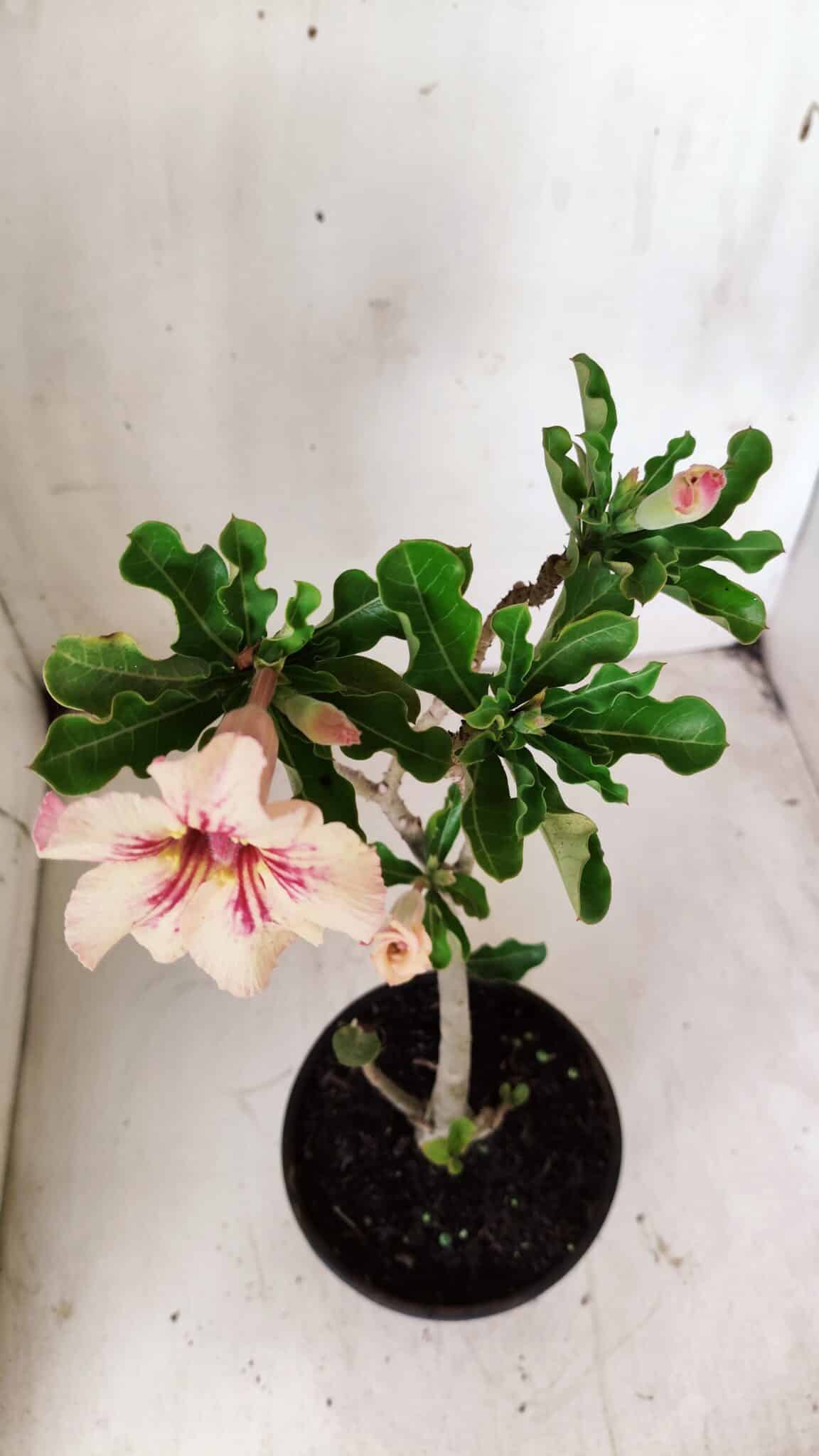 Planta Simples 2703 – 30cm – 02 anos