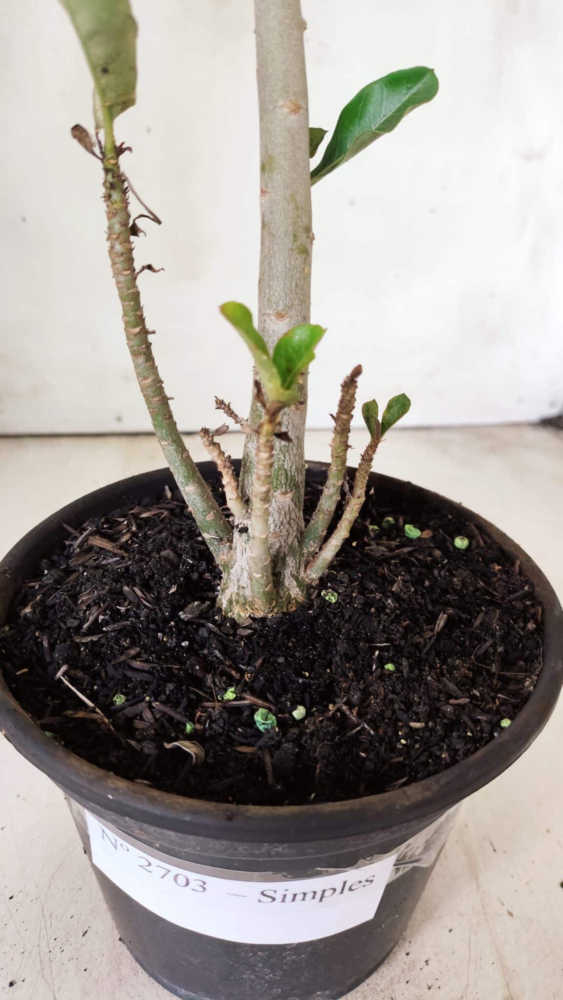 Planta Simples 2703 – 30cm – 02 anos