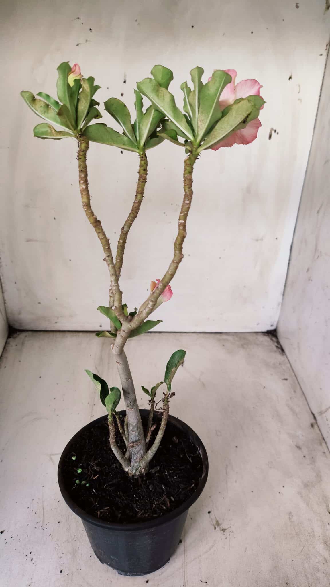 Planta Simples 2703 – 30cm – 02 anos