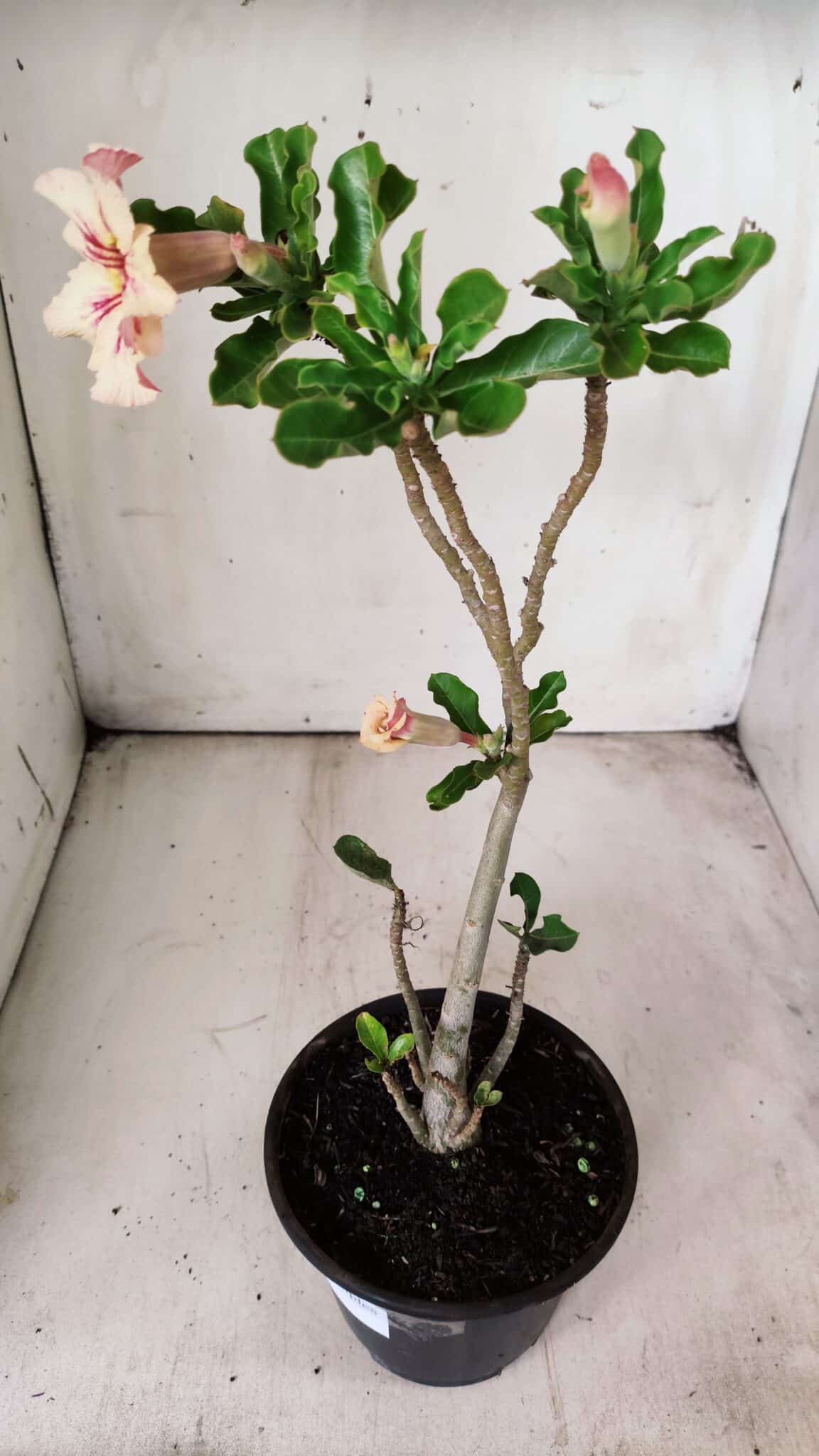 Planta Simples 2703 – 30cm – 02 anos