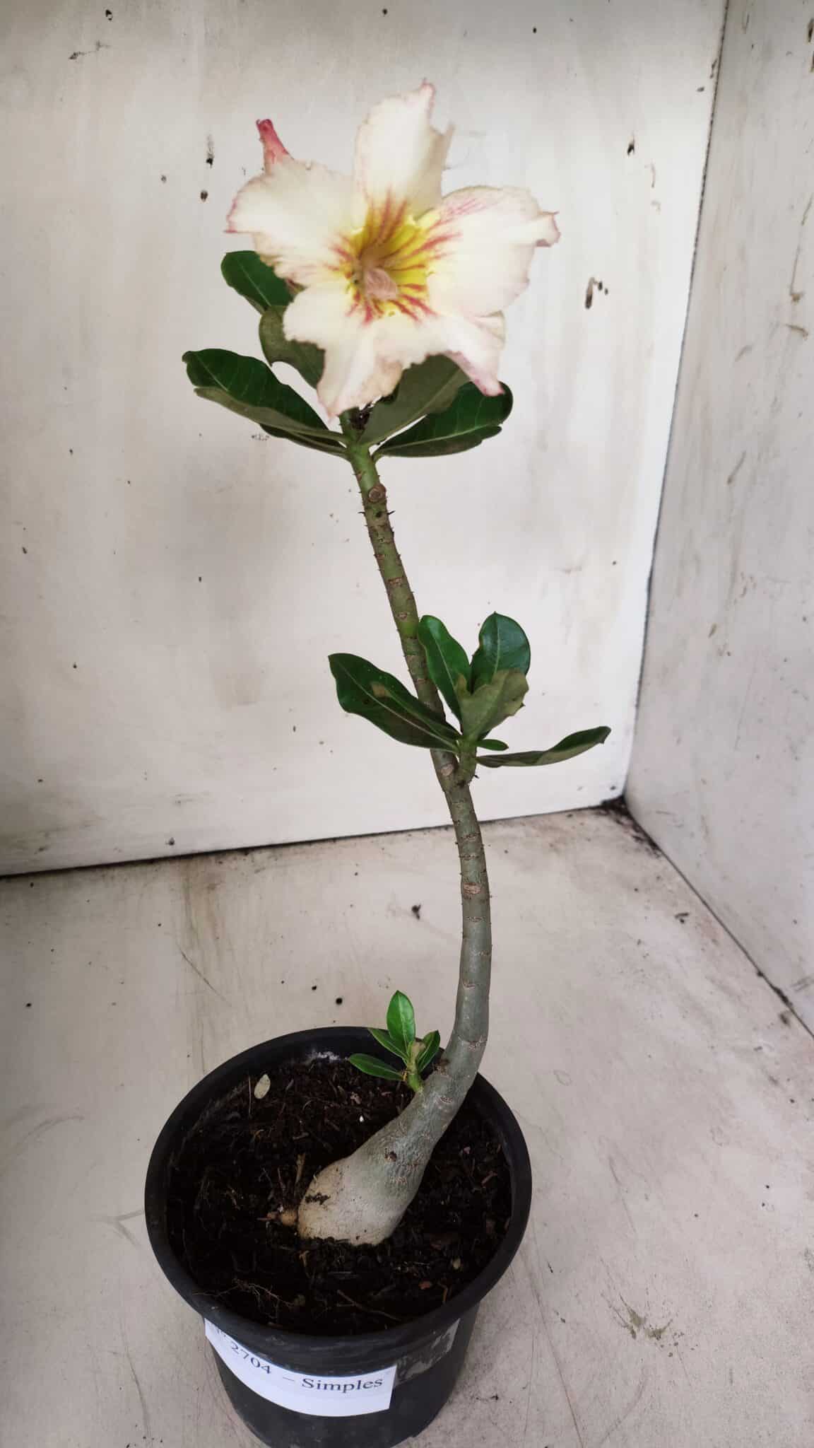 Planta Simples 2704 – 30cm – 02 anos