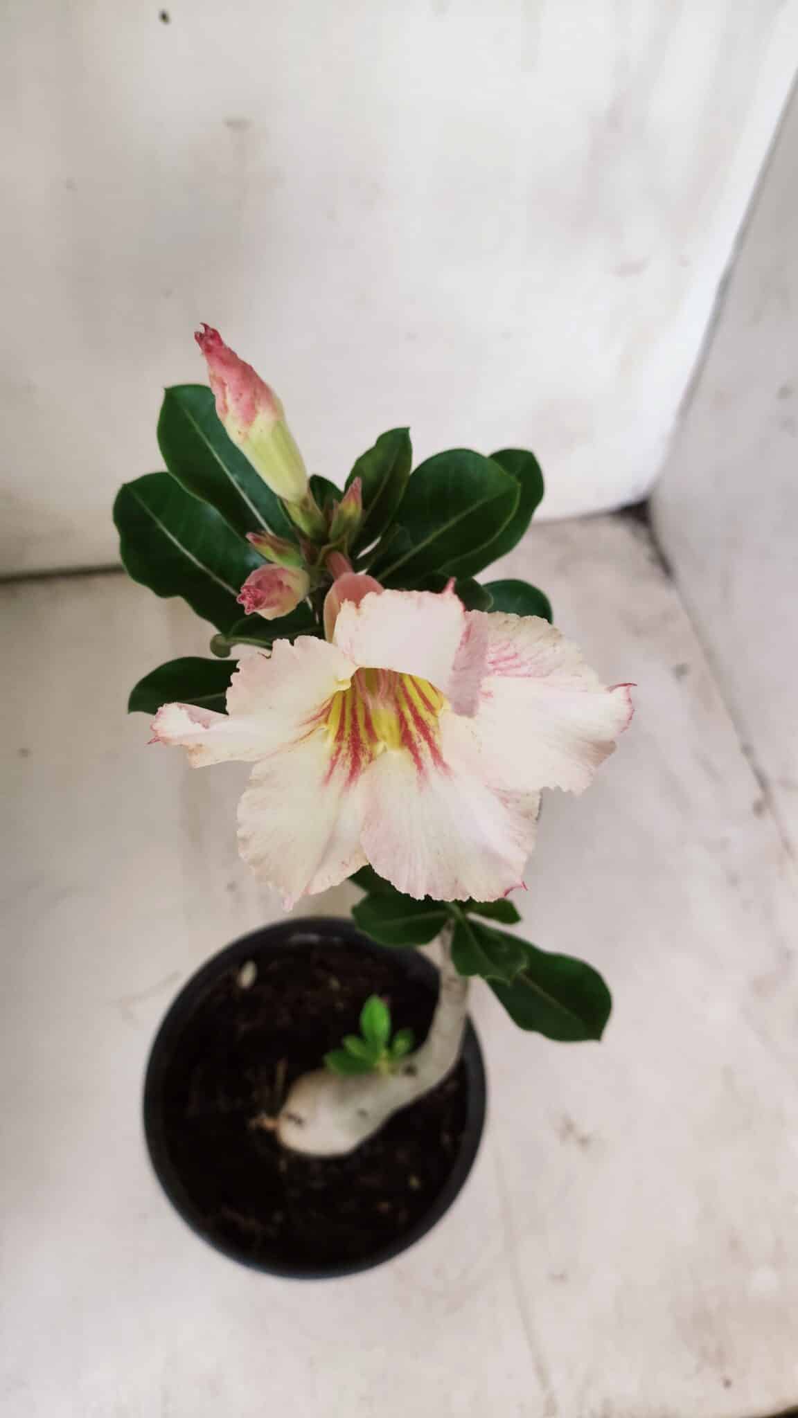 Planta Simples 2704 – 30cm – 02 anos