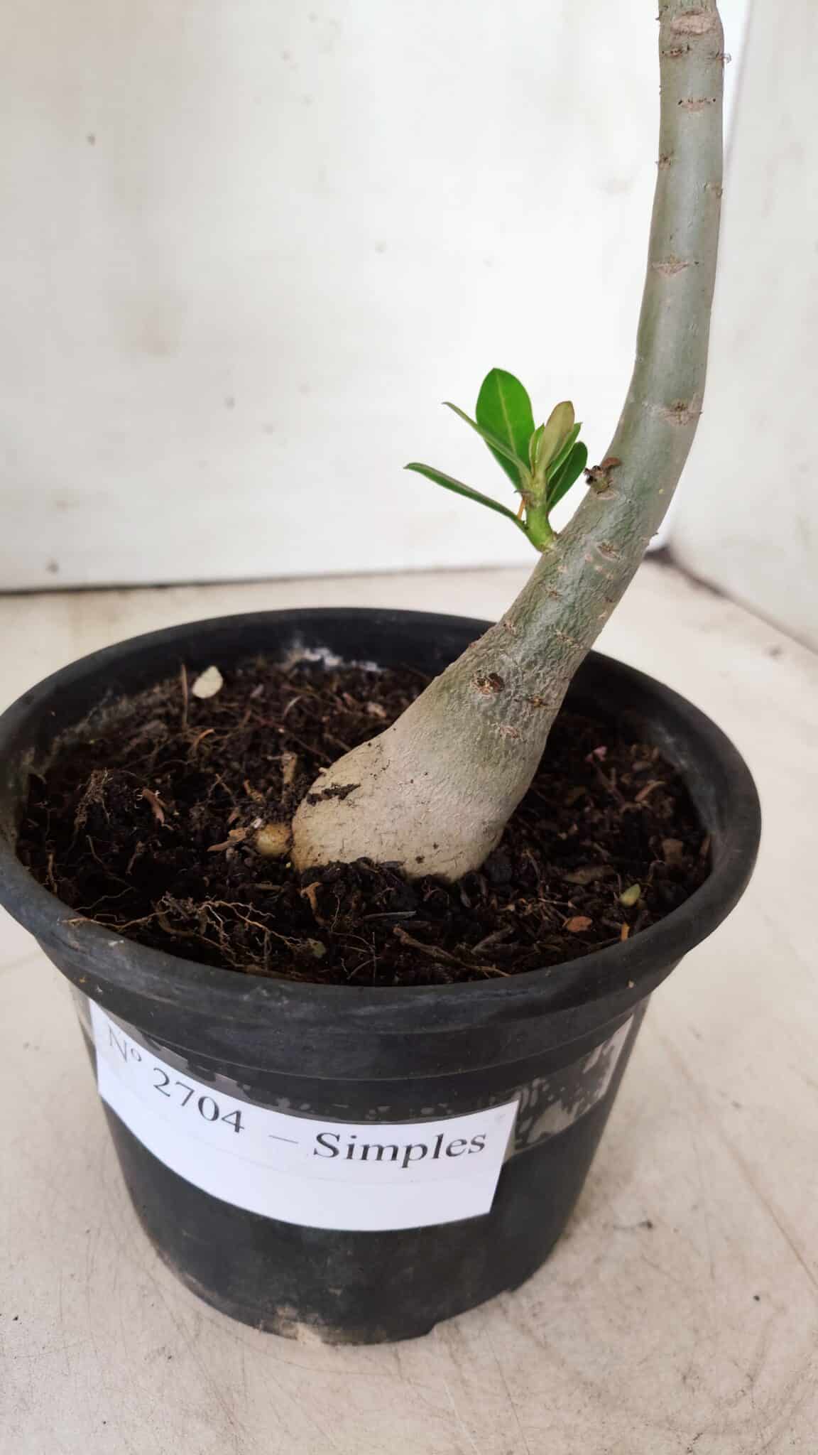 Planta Simples 2704 – 30cm – 02 anos
