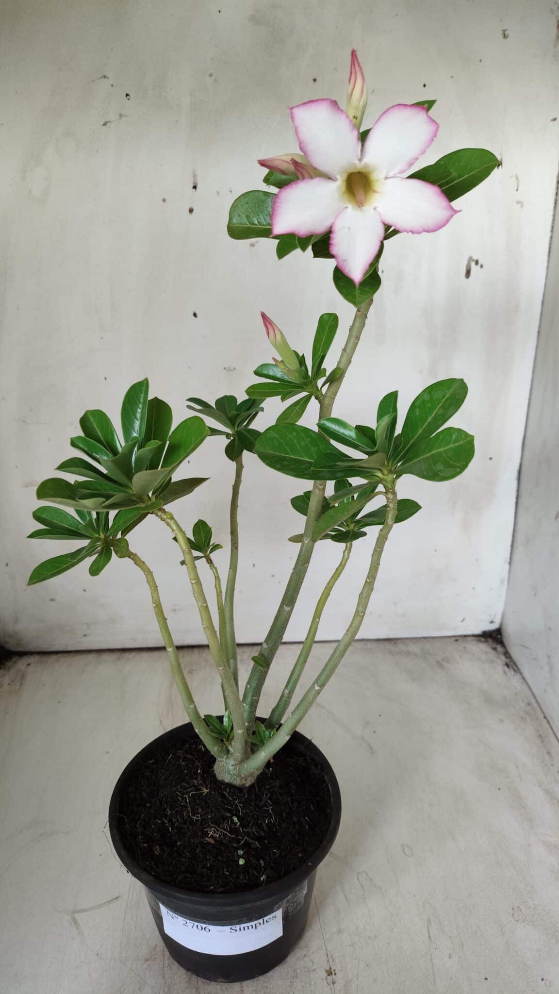 Planta Simples 2706 – 30cm – 02 anos