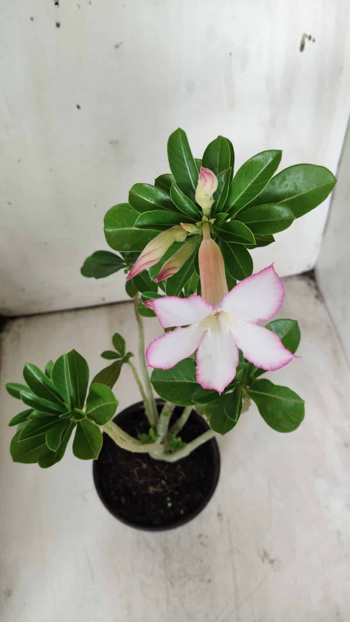 Planta Simples 2706 – 30cm – 02 anos