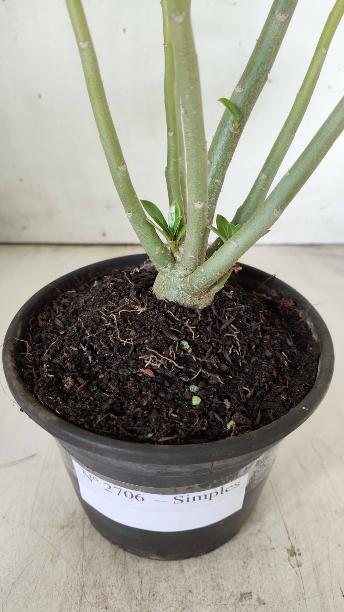 Planta Simples 2706 – 30cm – 02 anos
