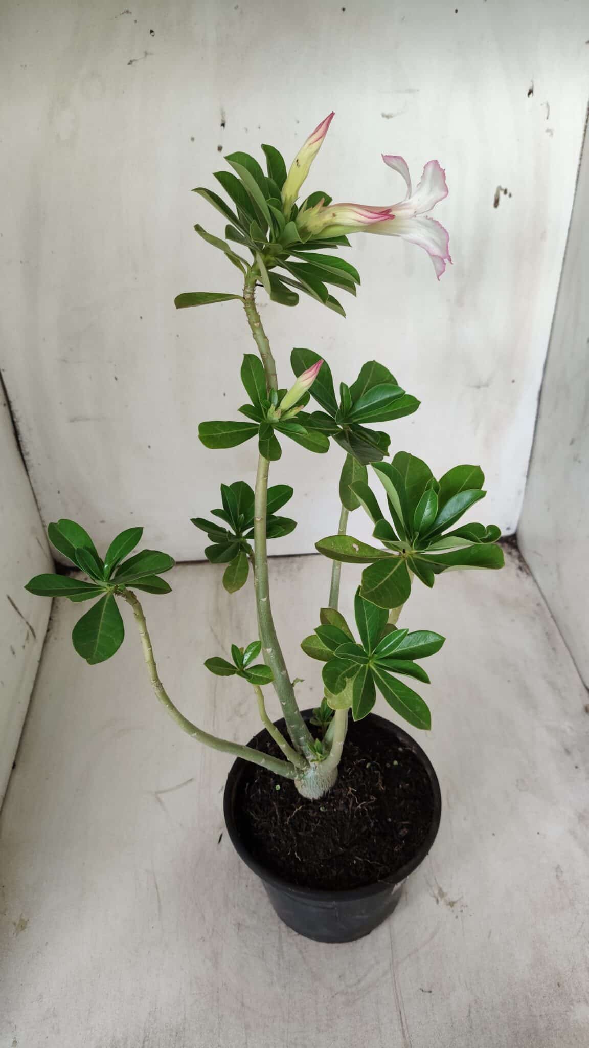 Planta Simples 2706 – 30cm – 02 anos