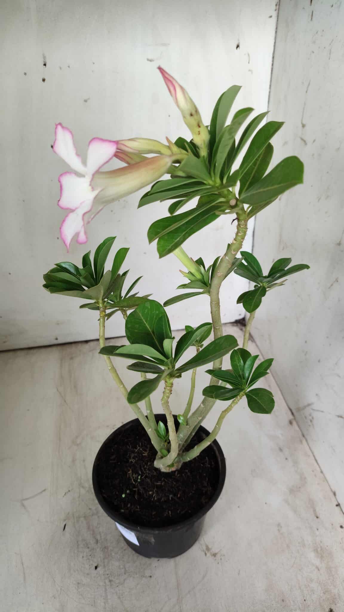 Planta Simples 2706 – 30cm – 02 anos