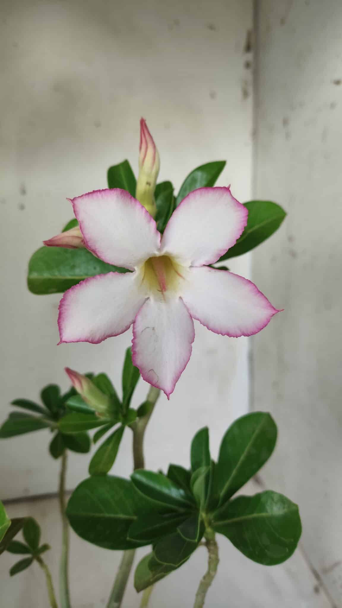 Planta Simples 2706 – 30cm – 02 anos