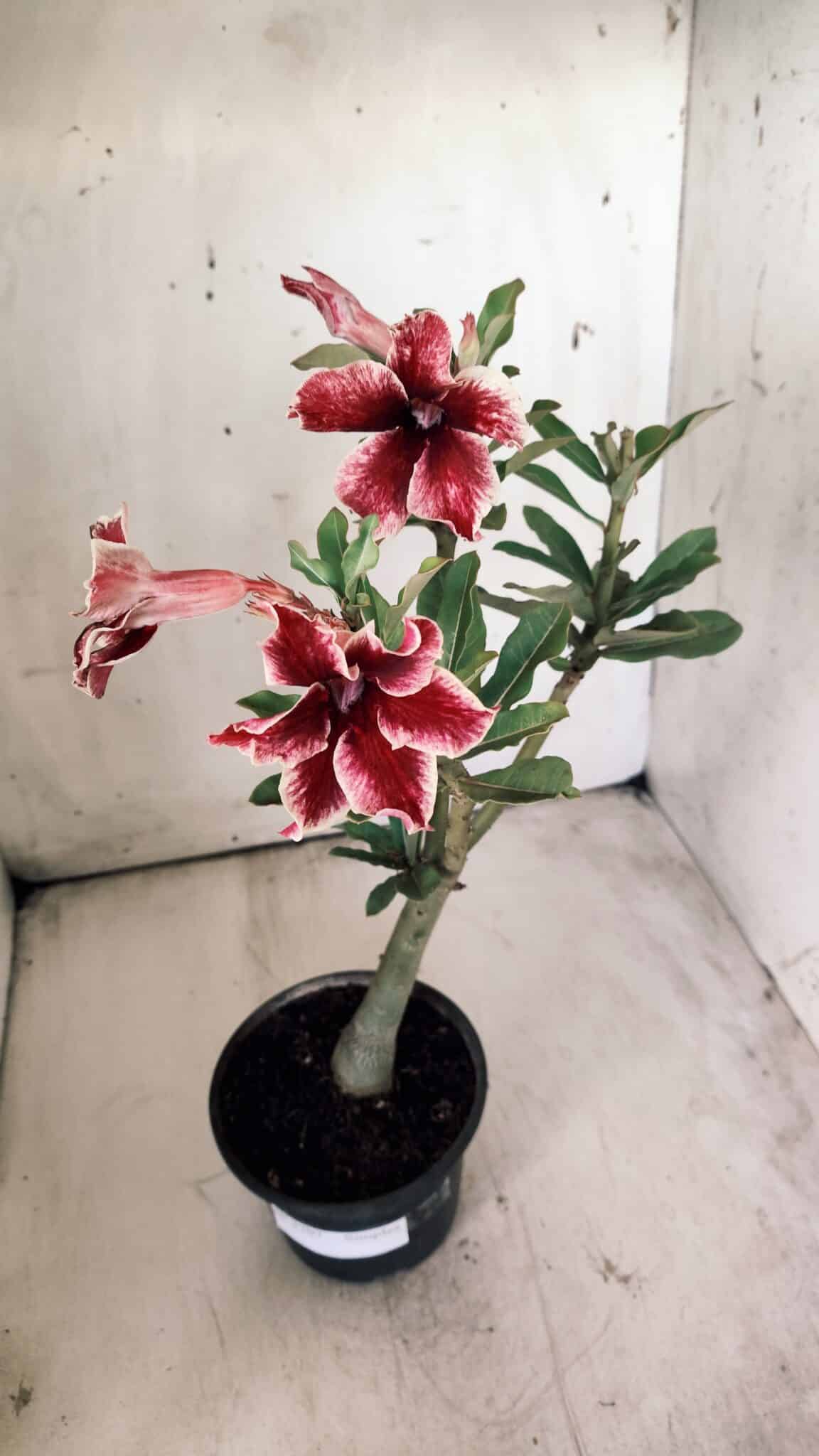 Planta Simples 2707 – 30cm – 02 anos