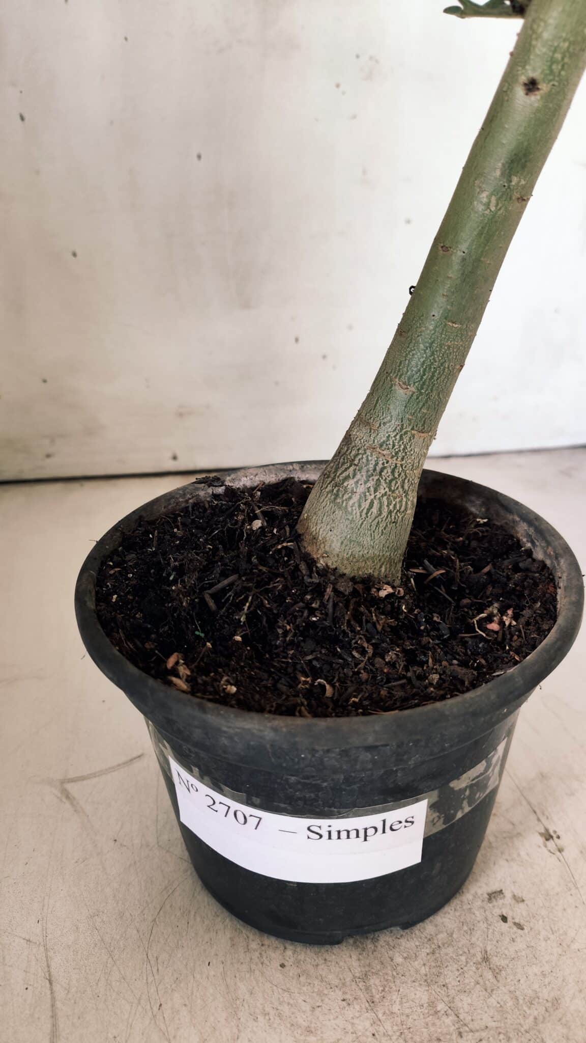 Planta Simples 2707 – 30cm – 02 anos