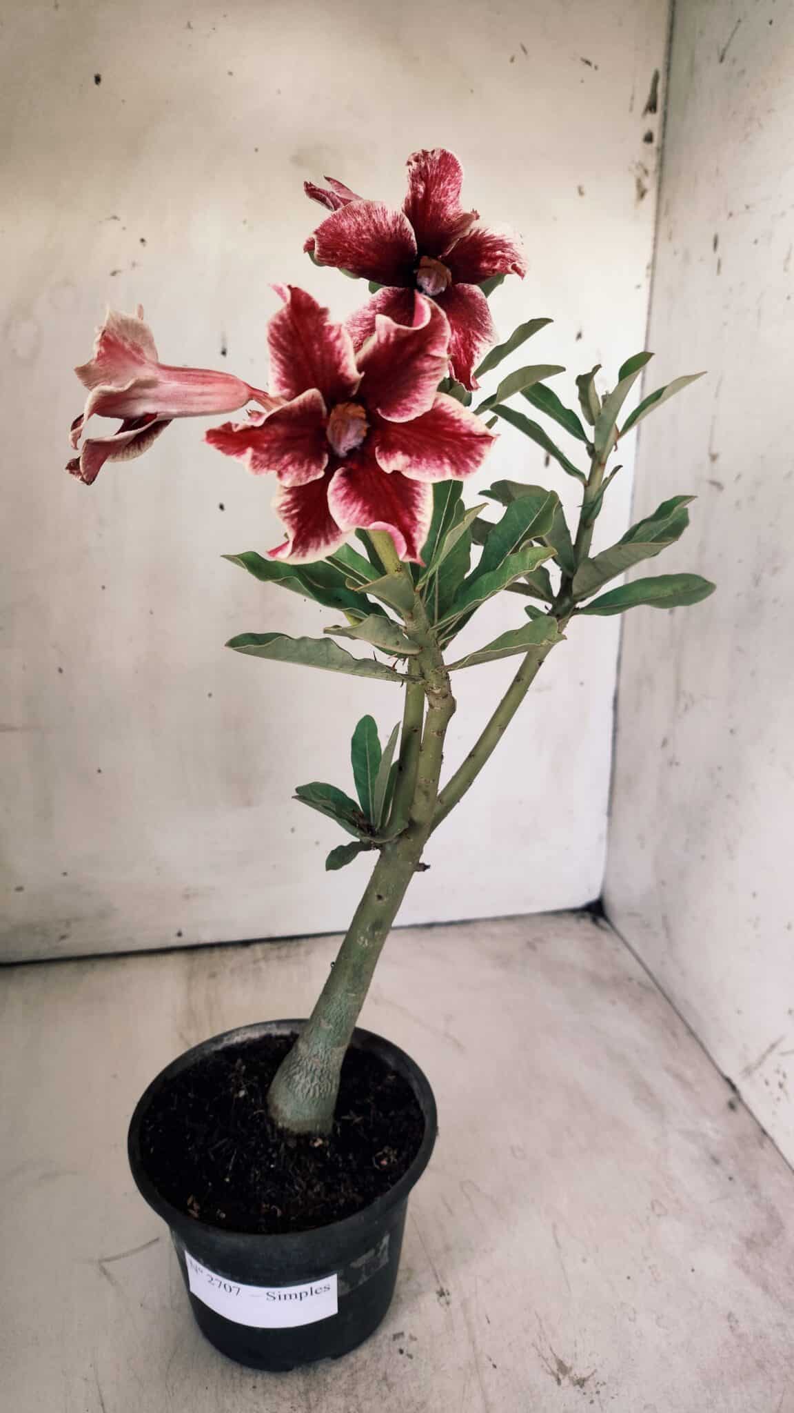 Planta Simples 2707 – 30cm – 02 anos