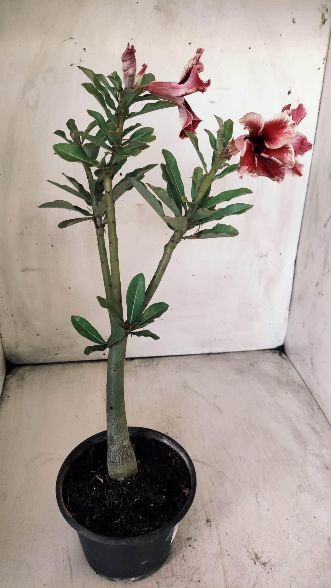 Planta Simples 2707 – 30cm – 02 anos