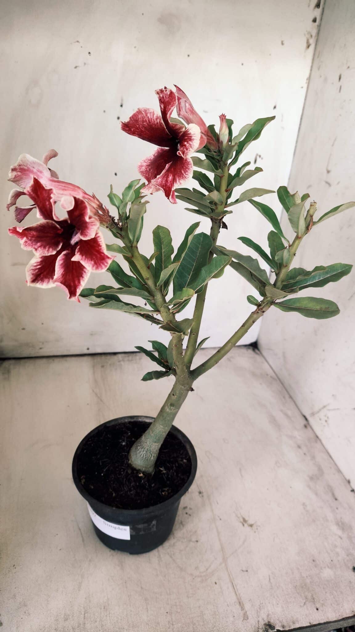 Planta Simples 2707 – 30cm – 02 anos