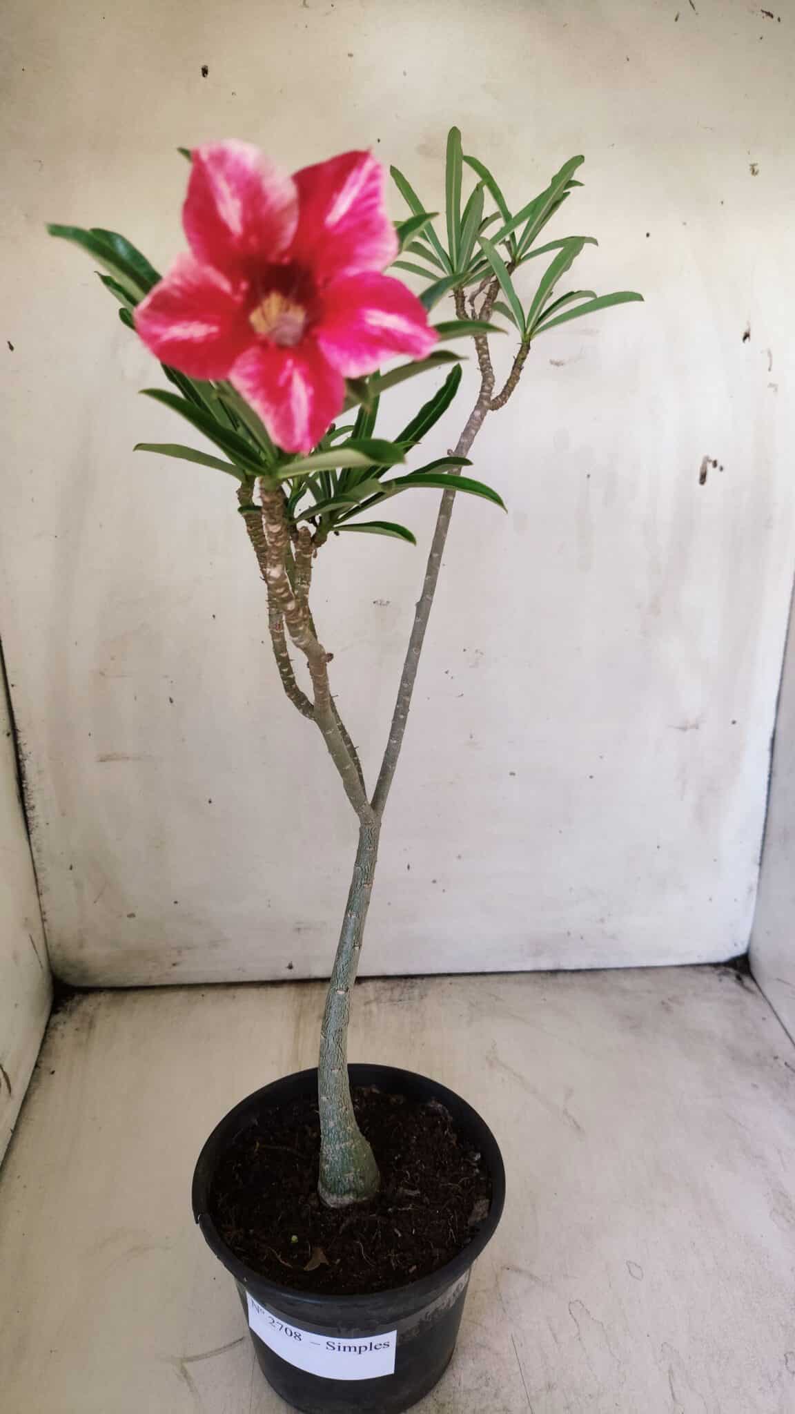 Planta Simples 2708 – 30cm – 02 anos