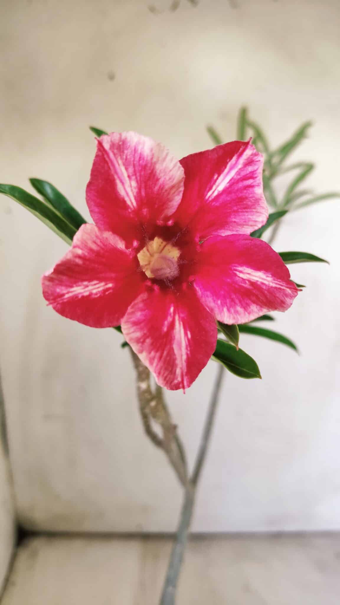 Planta Simples 2708 – 30cm – 02 anos