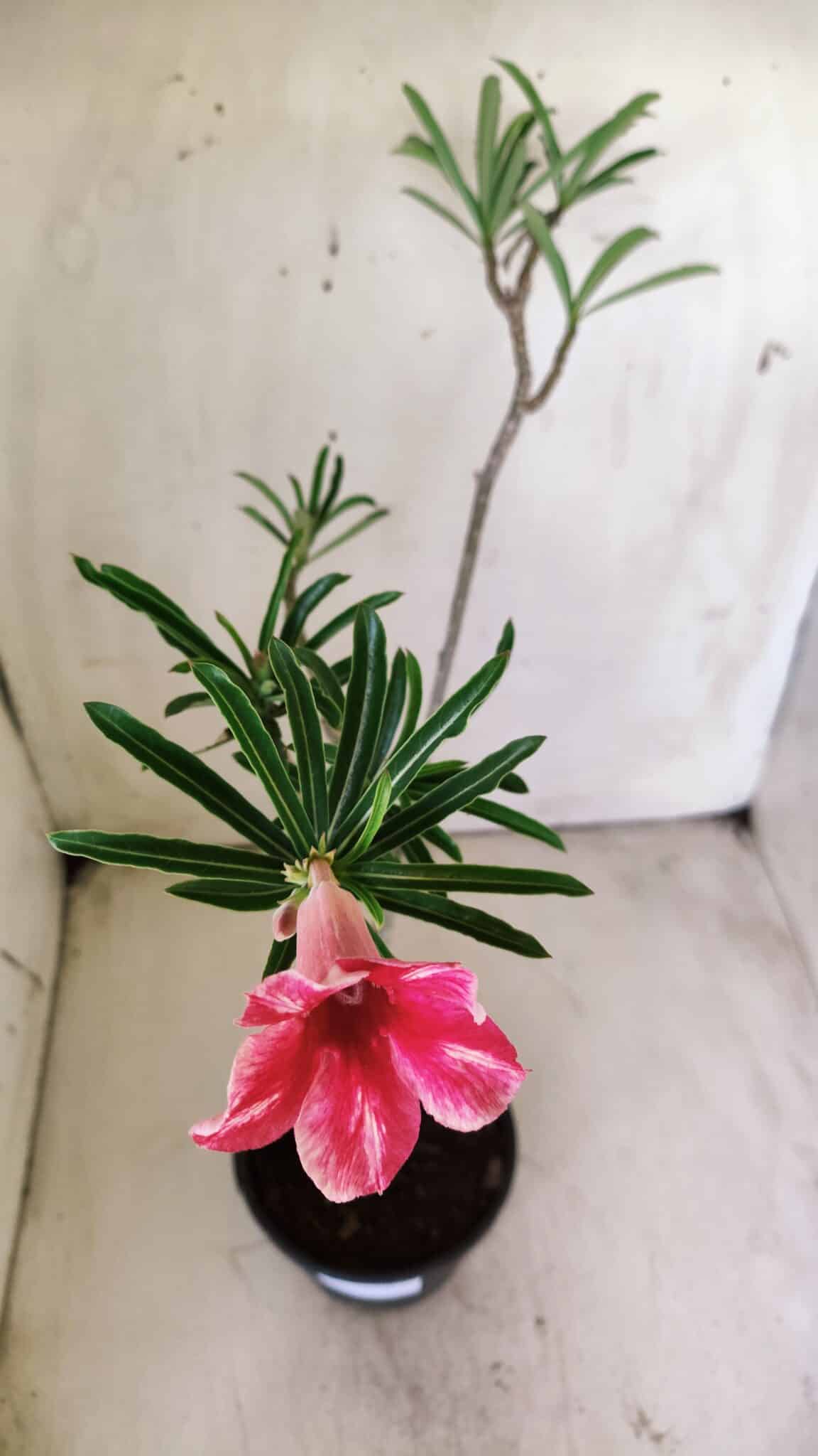 Planta Simples 2708 – 30cm – 02 anos