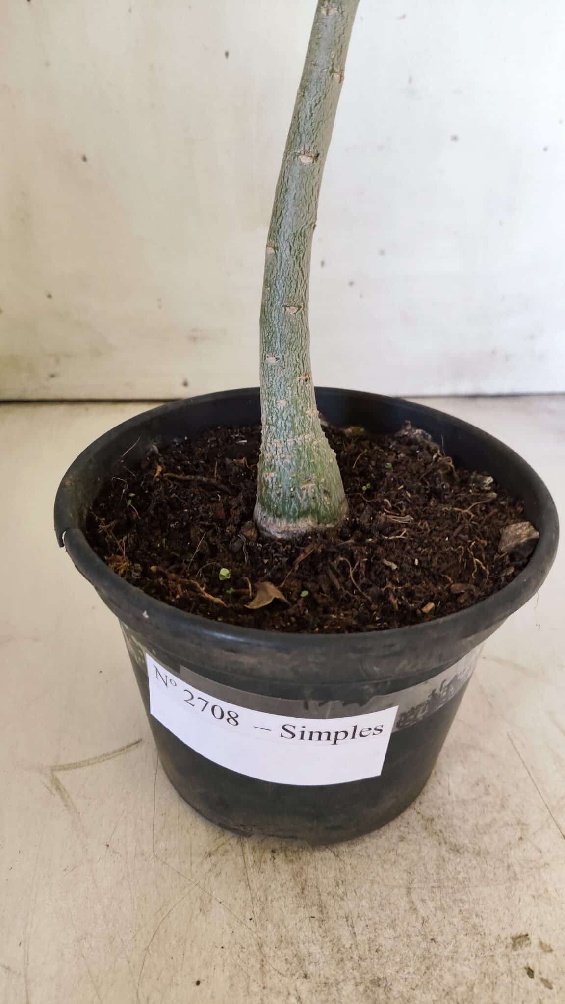 Planta Simples 2708 – 30cm – 02 anos