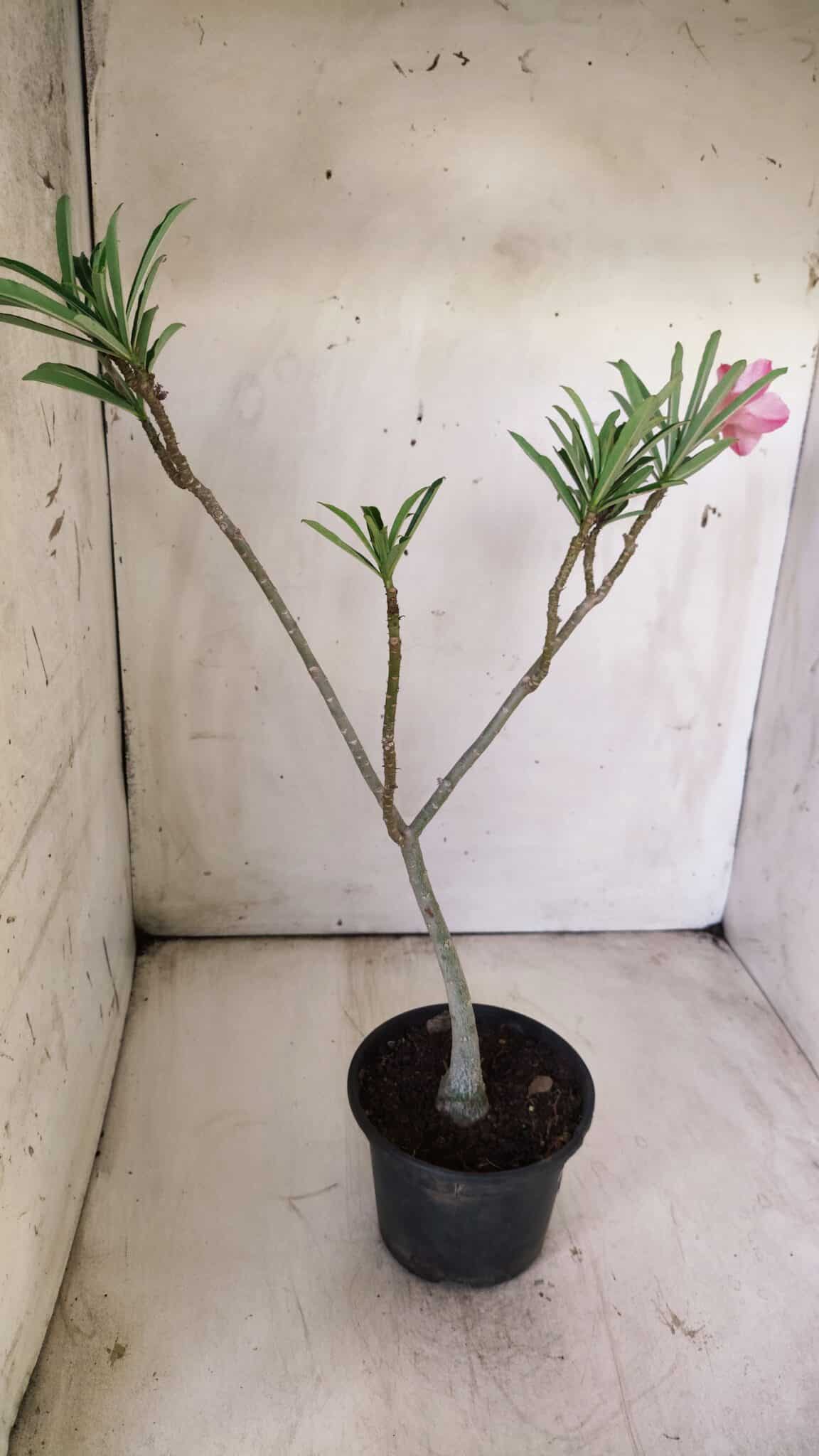 Planta Simples 2708 – 30cm – 02 anos