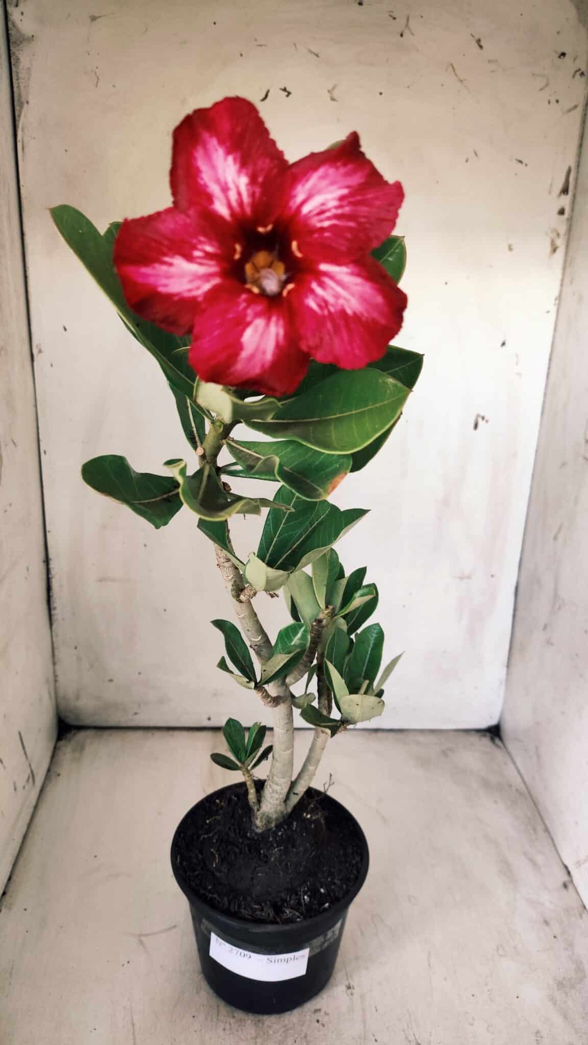 Planta Simples 2709 – 35cm – 03 anos