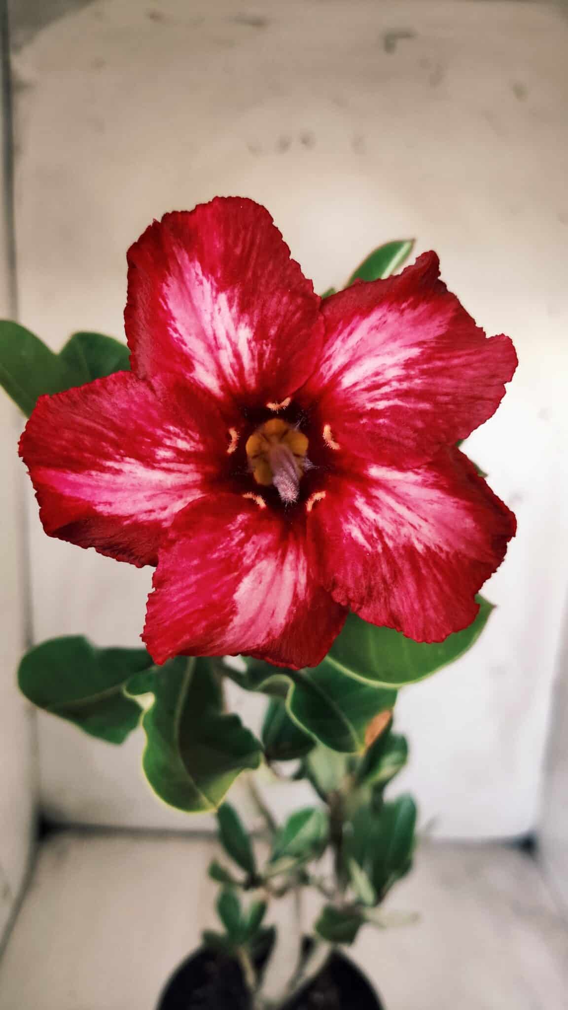 Planta Simples 2709 – 35cm – 03 anos