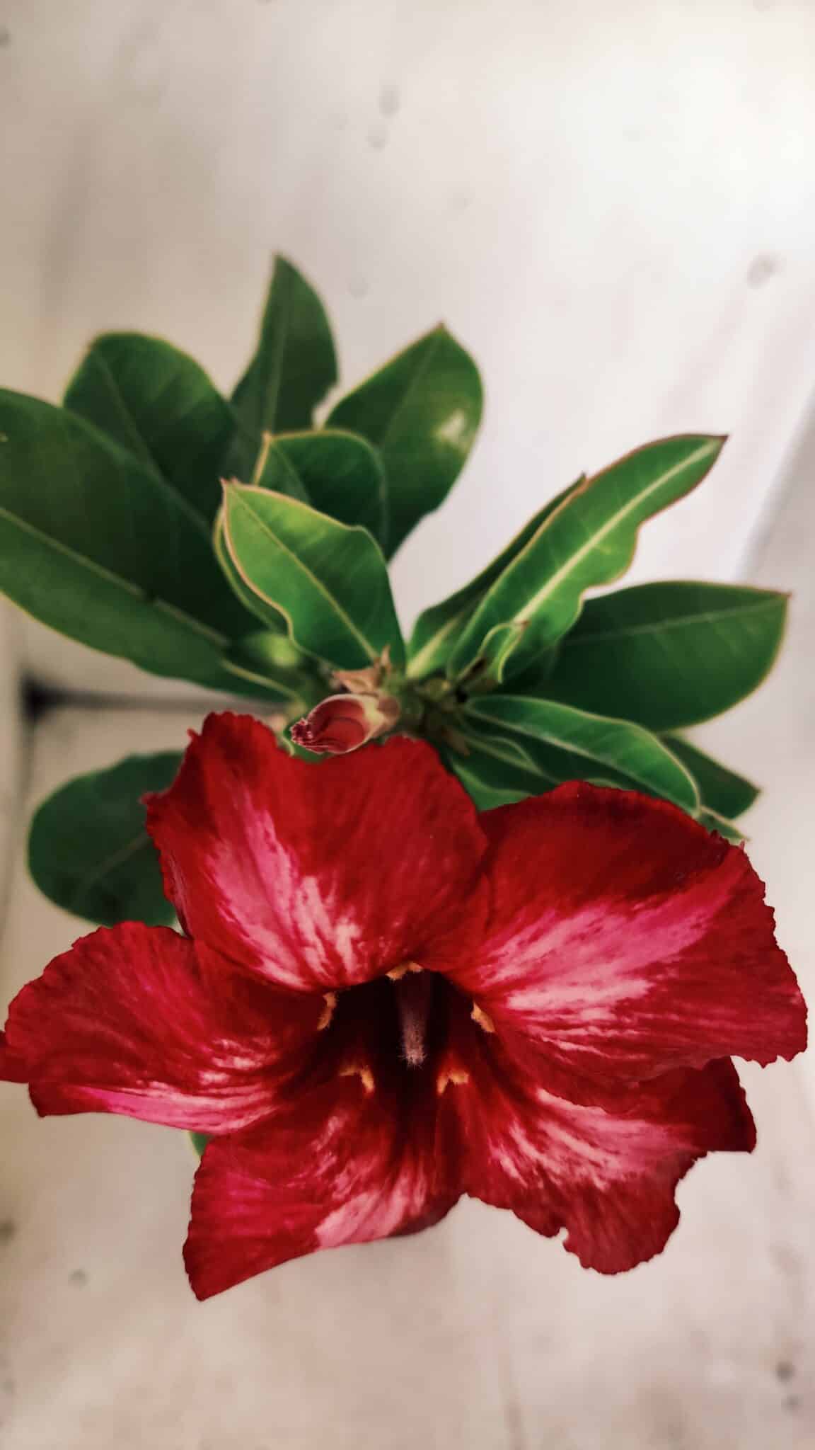Planta Simples 2709 – 35cm – 03 anos